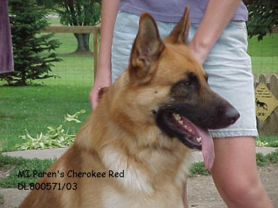 Mintern cheap german shepherds